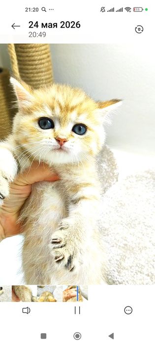 котик БритАнскИй 2 мес