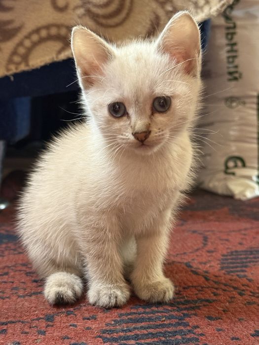Домашние котята