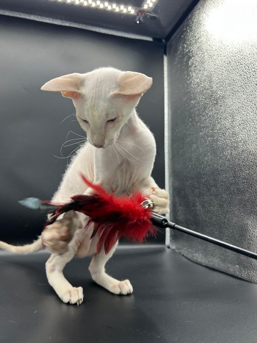 Котята Петерболды