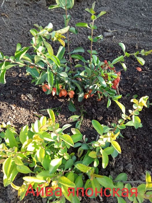 Продам многолетние кустарники