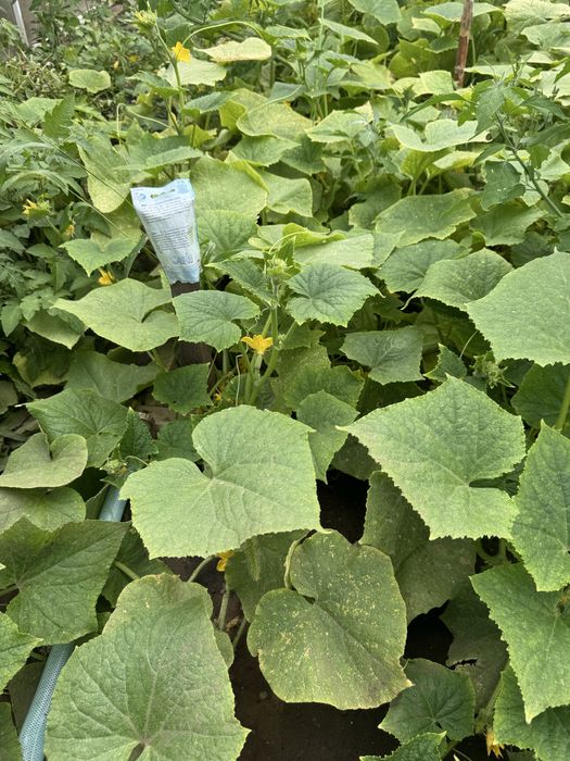 Продам дом со всеми удобствами