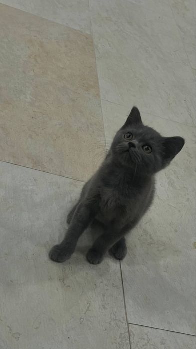 British Shorthair / Scottish Straight mushukchalari sotiladi
