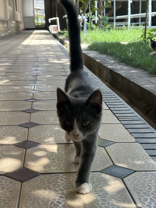 Отдам котят в хорошие руки