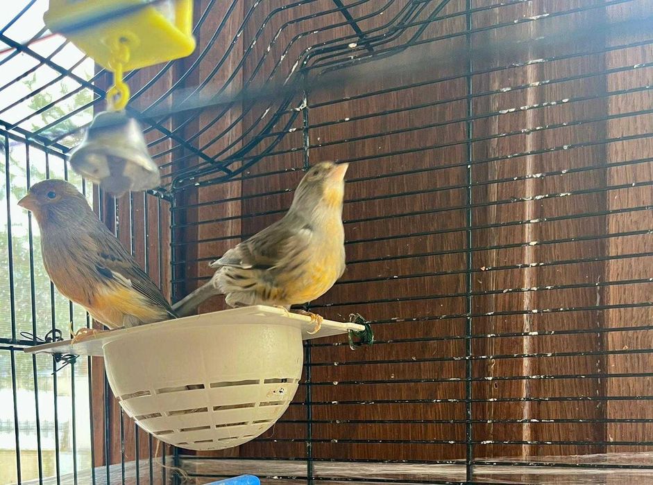 Vând Canari Timbrado