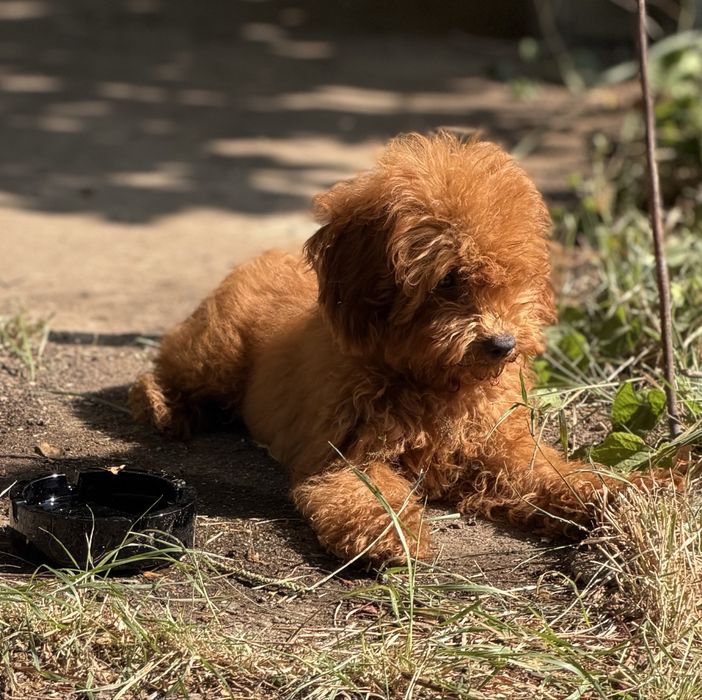 Чистокръвен Той пудел момченце - Toy Poodle