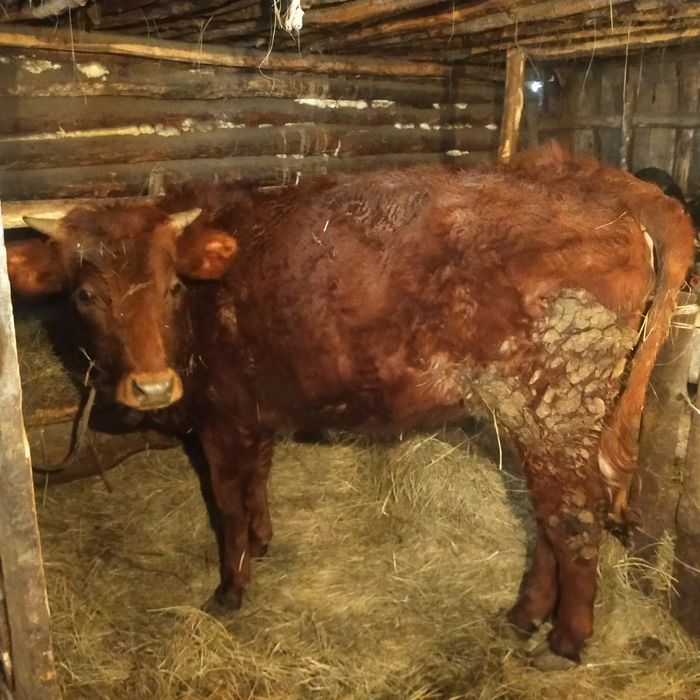 Продам телку срочно или обмен на корову