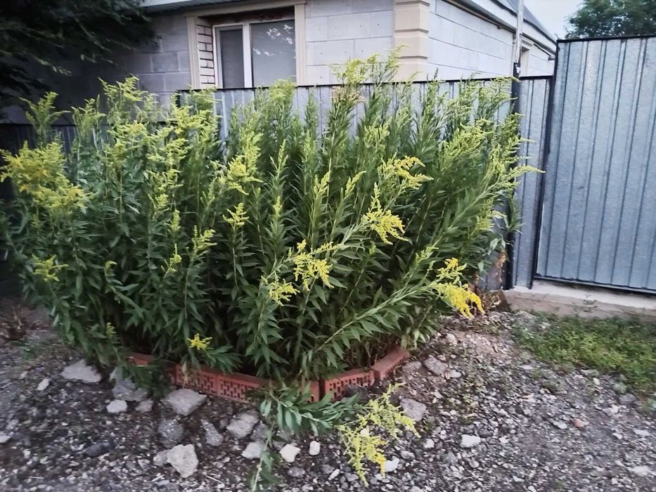 продам дом с городским участком