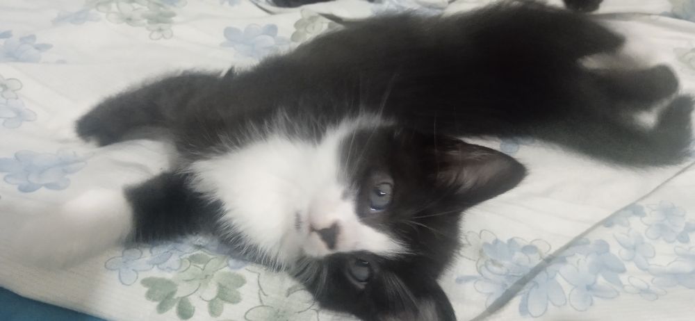 Mushik bolalari bepul