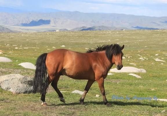 Соғым. Жылқы, бұқа.