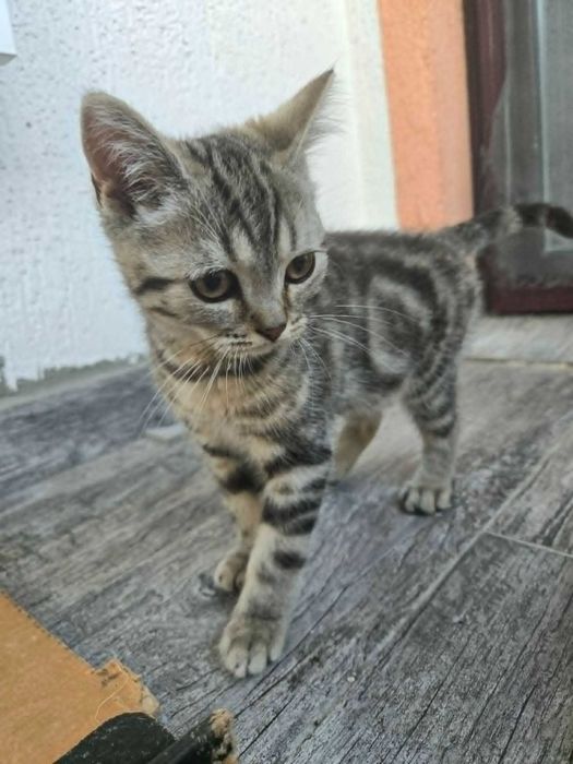 Британски котета