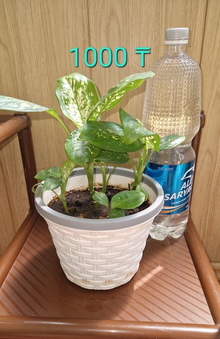 Цветы по 1000 за горшок