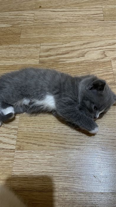 Британские котенок срочнооо