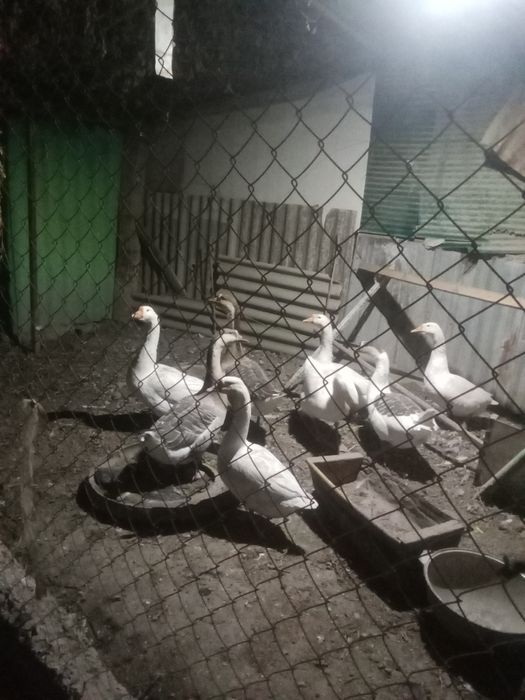 Продам гусей и гусыни