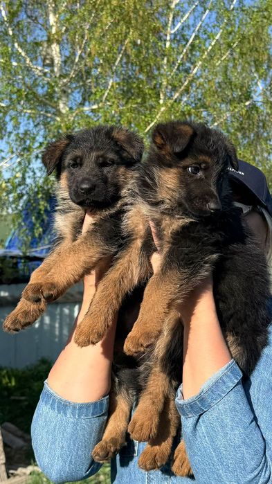 Продам щенков немецкой овчарки