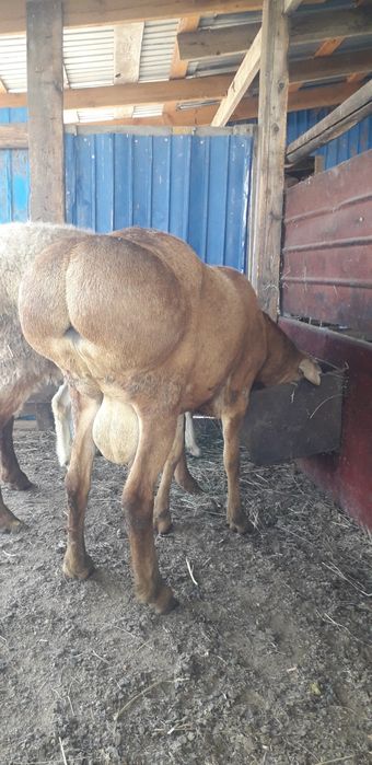 Продам кошкара двухлетний гиссар
