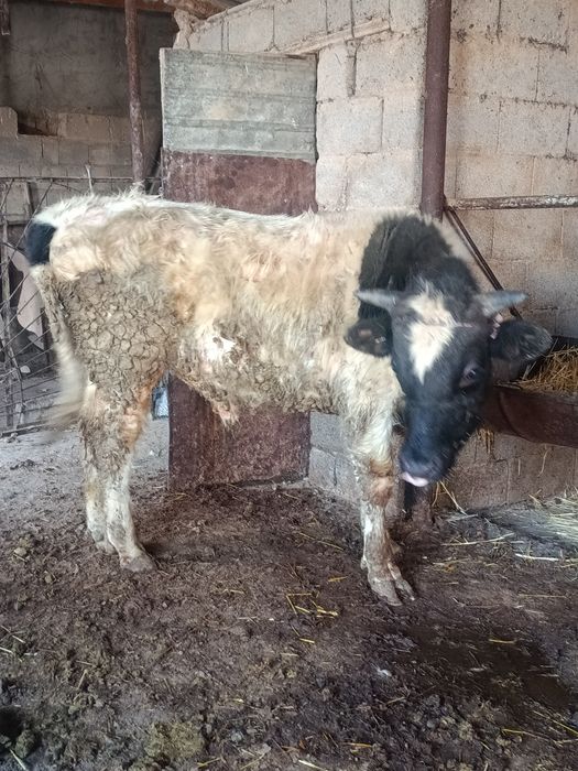 Буқа сатылады аа