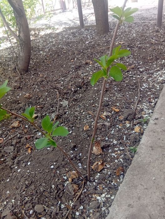 Саженцы узбекской вишни