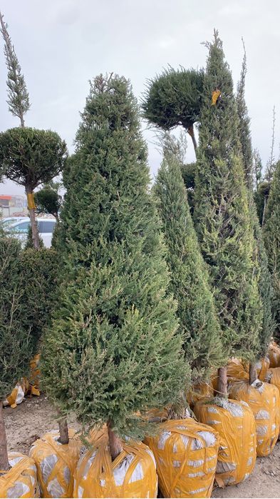 Тал егу  тал сату барлық гүлдер бар