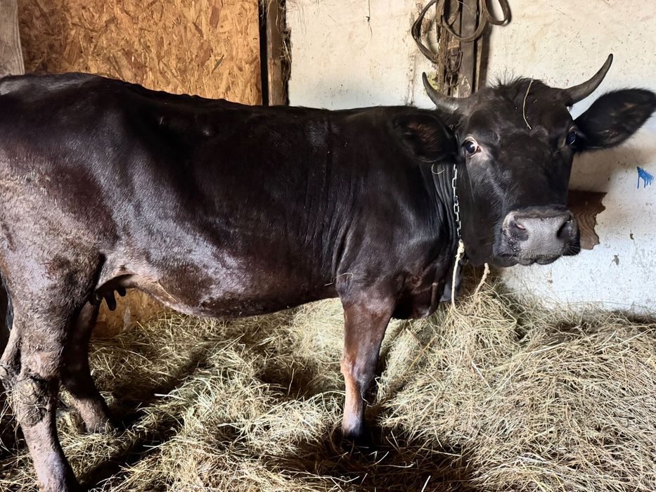 vand vaca de 5 ani gestanta de 8 luni jumate si juninca de 2 ani jumate gestanta 8 luni jumate