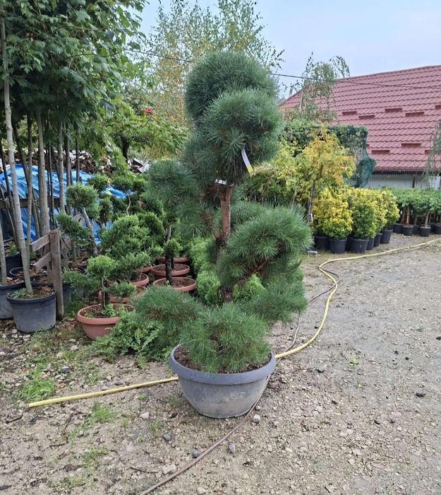 Plante ornamentale și decorative premium – Arțar, Chiparos, Thuja, Tra