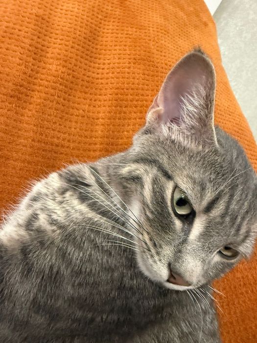 Кошка 6 месяцев (кот)