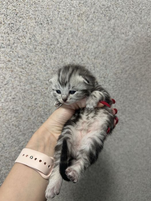 Продам шотладских висоухих