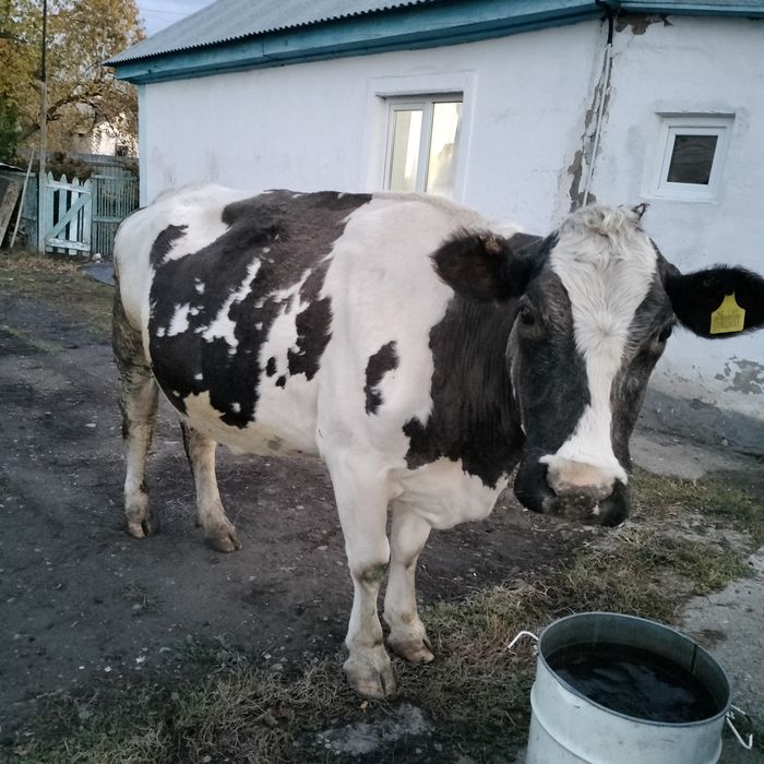 Продается корова с теленком.  Сауылатын сиыр сатылады бұзауымен.