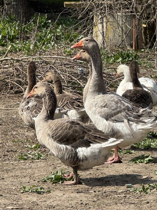 Продавам 10 броя домашни гъски