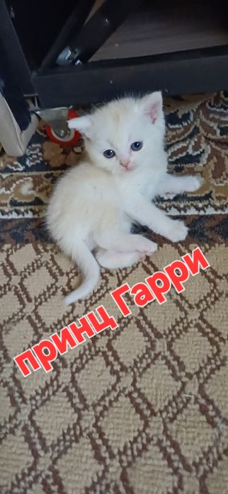 Котята Британский скоттиш страйт и скоттиш фолд