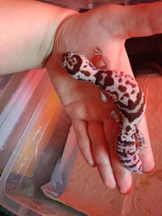 Гемитеконис самка