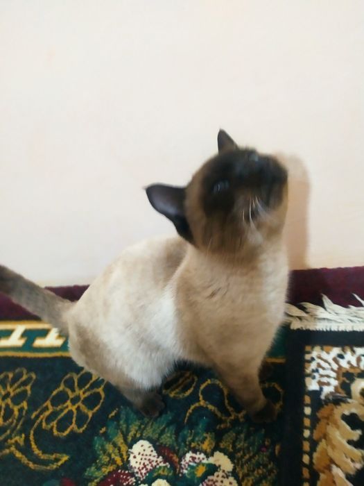 Chiroyli mushuk sotiladi