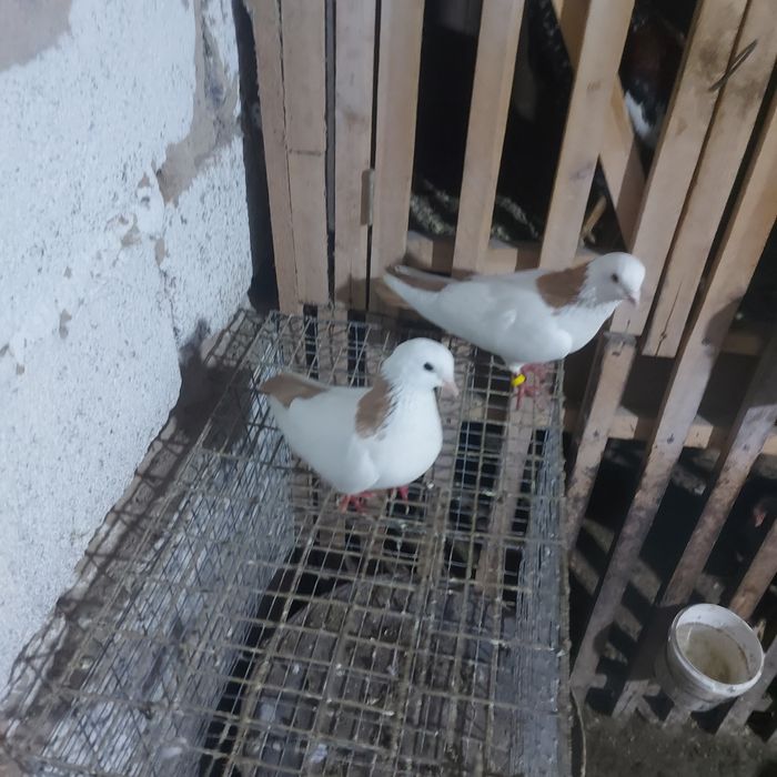 Желташейки пара гатовый