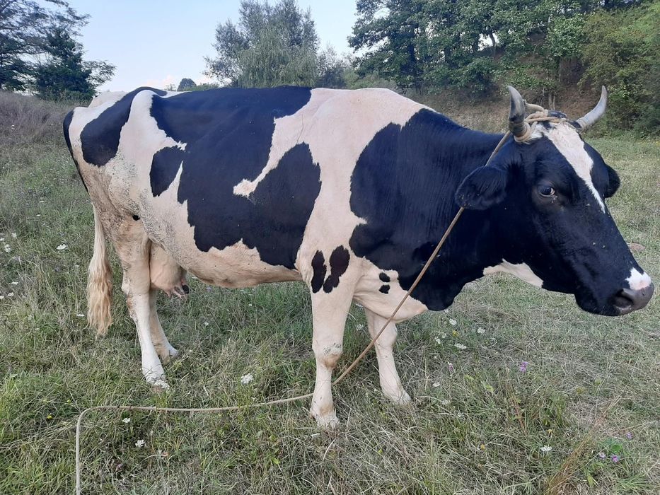 Vacă de vânzare !