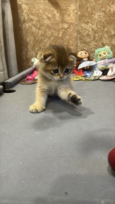 Продается мальчик веслаухий Фолд.