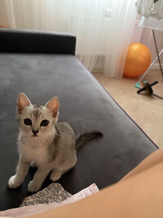 Котенок шиншила британец