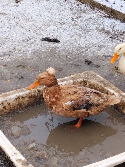 Schimb sau vând ce se vede.