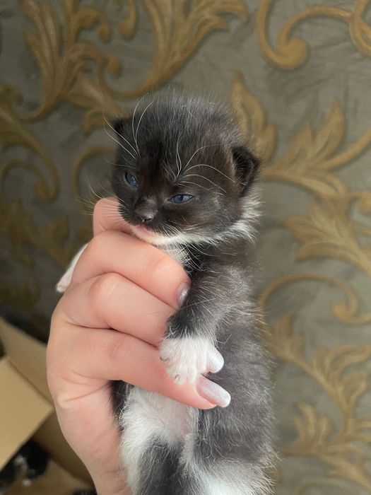 Отдам Хороший руки котята