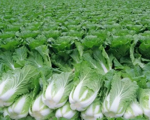 Продаются семена пекинской капусты