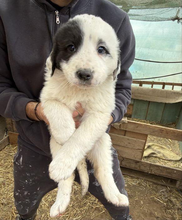 Ciobanesc de bucovina