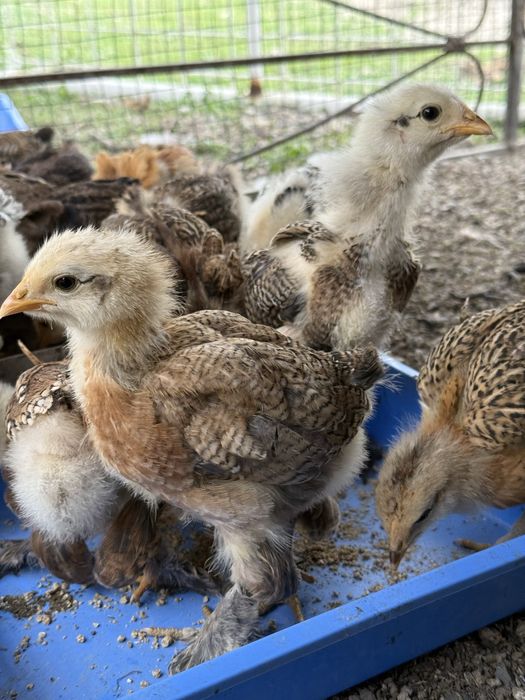 Продается цыплята брамма