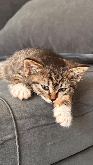 Котенок-девочка 2 месяца
