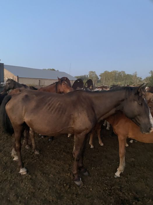 Продам кобылу с жеребенком