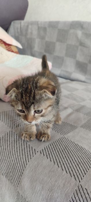 Кошка (девочка)Висалуха