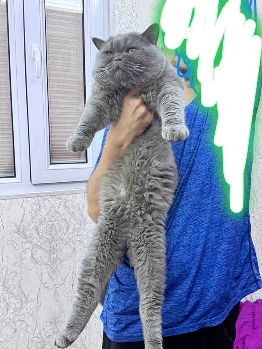 Britankiy mushuk erkak