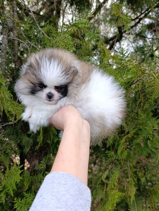 Pomeranian mini toy