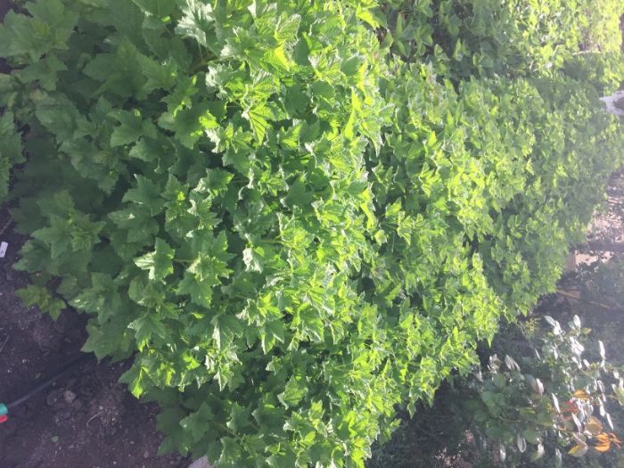 касис/червено френско грозде/ разсад