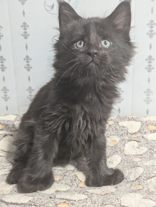 Мейн Кун Полидакт Бронь