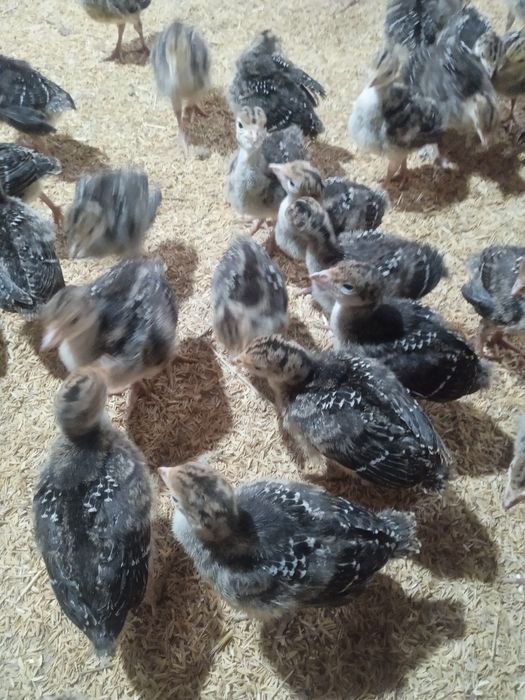 Jojalar sotiladi Mesni tovuq jojalari Kurka jojalari Big 6 Bronza 708