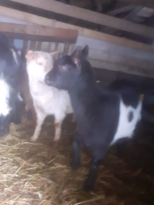 Vând ieduțe gestante bine îngrijite