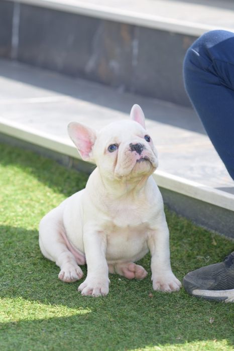 Bulldog francez femela